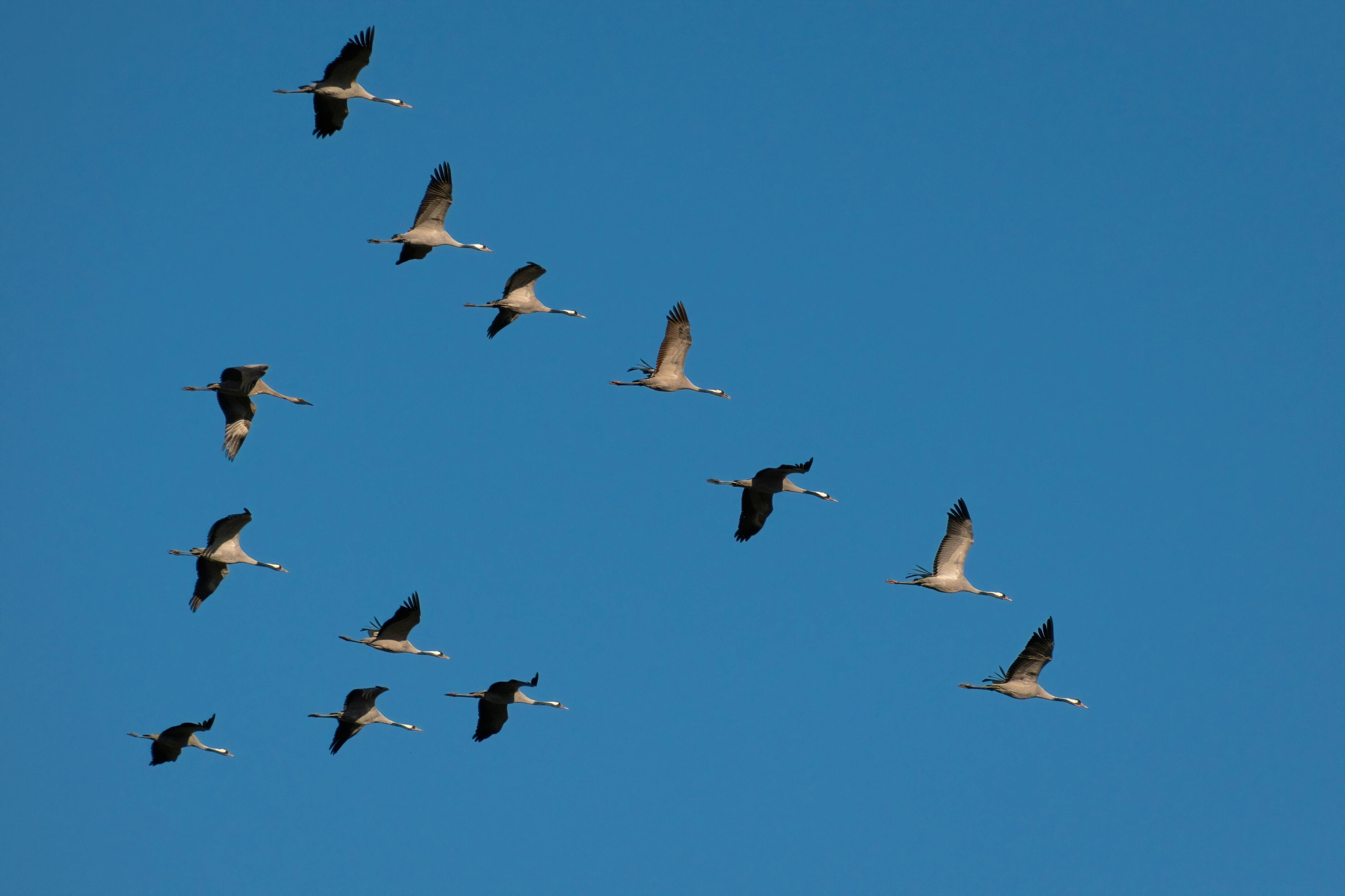 Exit Tax and Corporate Migration: What Happens When You Move the Structure