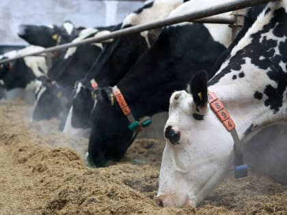 В Вологодской области разработают дорожную карту развития птицеводства и мясной отрасли