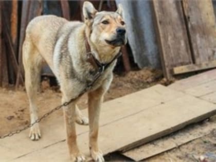 В Амурской области хозяйка затопленного дома оставила тонущих собак на цепи