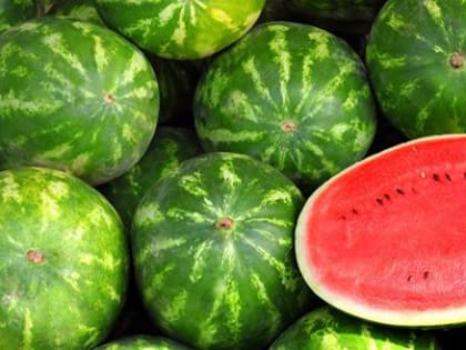 В Новосибирске научились выращивать арбузы без солнца и почвы