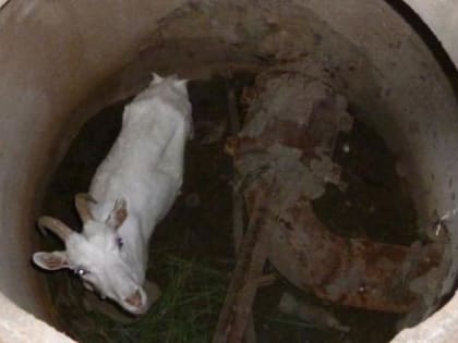 Вологодские спасатели вызволили рогатую проказницу из вонючей западни