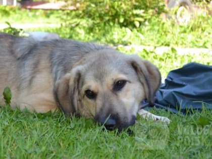 Какие опасные заболевания собака может передать человеку