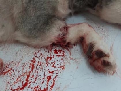 В Вологодской области накануне рано утром расстреляли собачку Лору: врачи оказались бессильны