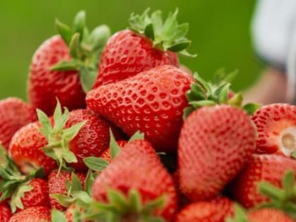 Эксперты рассказали о полезных свойствах клубники