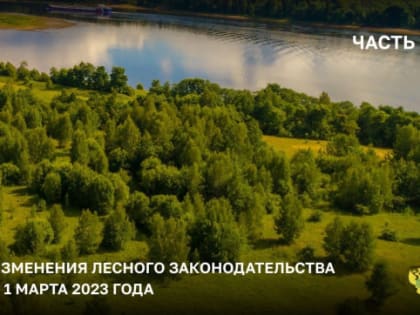 Что изменилось в лесном законодательстве с 1 марта? Часть II