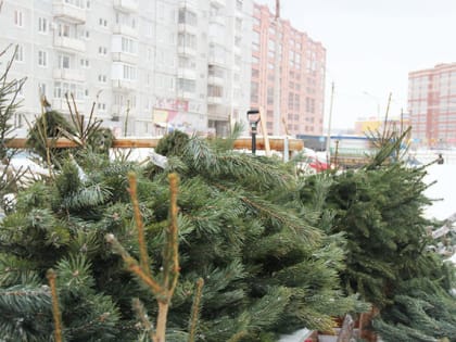 В Череповце елками будут торговать в шести местах