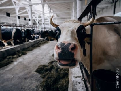 В&nbsp;Вологодской области увеличилось производство молока