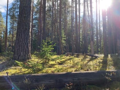 Школьное лесничество "Филин" объявляет конкурс видеороликов о лесе в родном крае "Волшебница ОСЕНЬ"