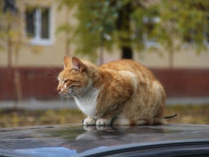 Череповчанка отдала мошенникам четыре тысячи за поиски кота