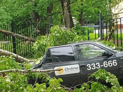 В Вологде дерево рухнуло на такси