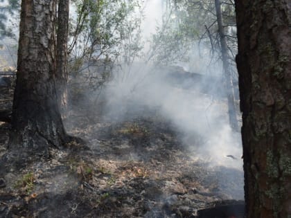 В Вологодской области началась подготовка к лесопожарному сезону будущего года