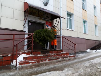 Похититель ёлки в Череповце оказался романтиком