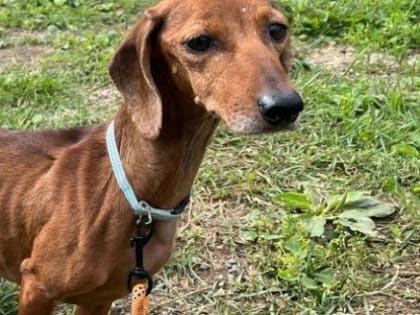 В Череповце в одной из квартир проживает больше десятка истощенных и обезвоженных собак