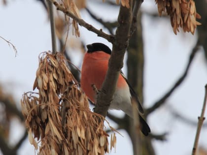 Фотографии синиц-озорниц и других птиц украсят выставку в Вологодском кремле