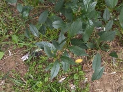 "Бил палкой несчастную птицу": в Заречье зафиксирован еще один случай издевательства детей над голубями