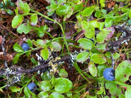 А вы уже собирали чернику в лесах Вологодчины?