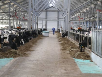 980 тысяч диагностических исследований сельскохозяйственных животных и птиц провела областная ветеринарная служба