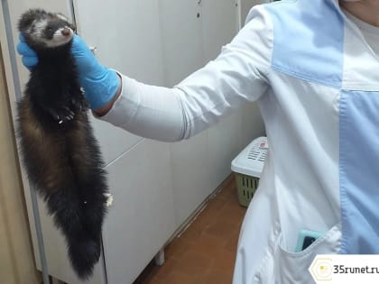 В Тарноге спасли хорька с поврежденной лапой