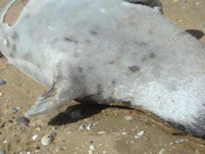 На побережье Каспийского моря нашли тела 700 мертвых тюленей