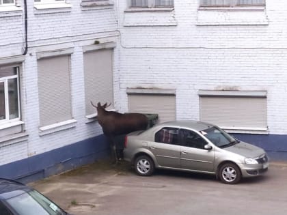 В череповецкий лицей АМТЭК наведались лоси