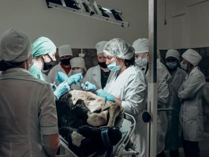 Профиль «ветеринария» пользуется особой популярностью у абитуриентов Вологодской ГМХА