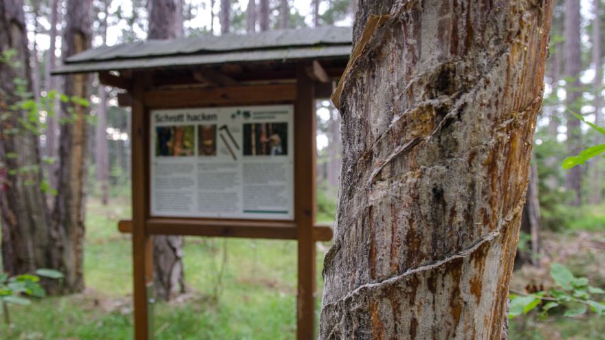 Schild am Pecherlehrpfad Hernstein