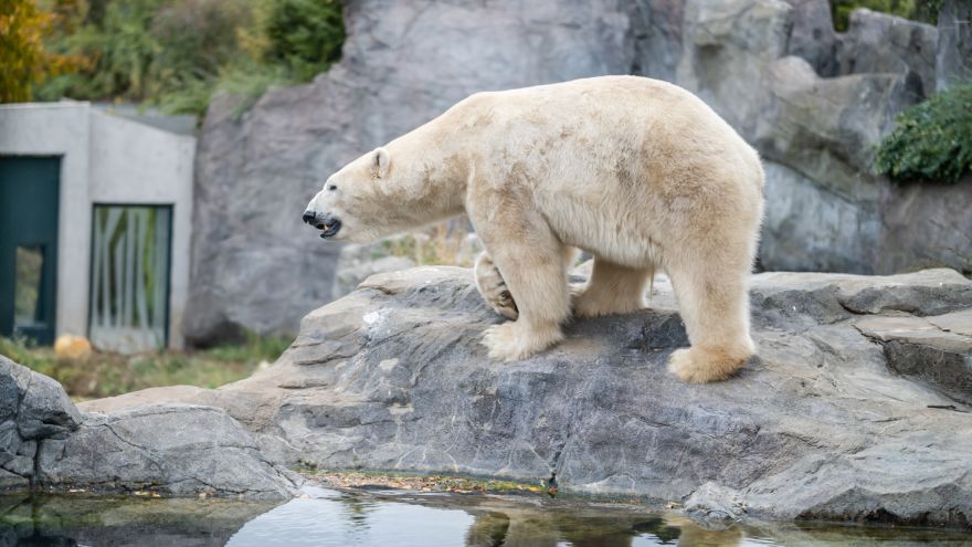 Eisbär im Zoo Schönbrunn