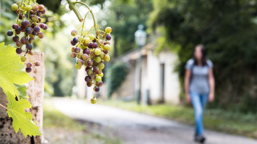 Weinwandern in Göttlesbrunn, Kellergasse Göttlesbrunn