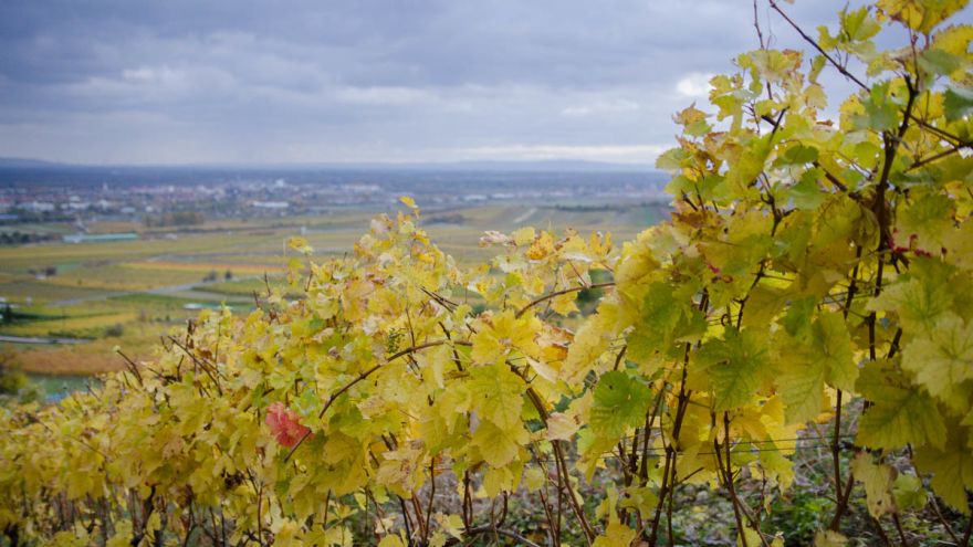 Blick über die Weinberge vom Weinwanderweg in Gumpoldskirchen