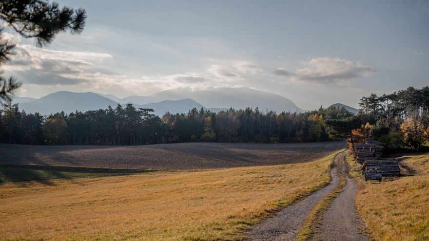 Weg durch den Zweier Wald bei Höflein im Herbst
