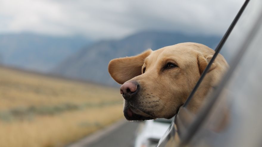 Hund im Auto