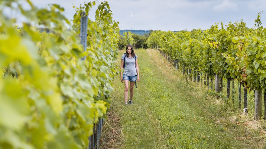 Wandern durch die Weinberge bei Göttlesbrunn, VIA.VINUM