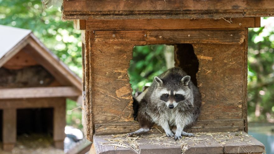 Waschbär im Waldpark Hochreiter