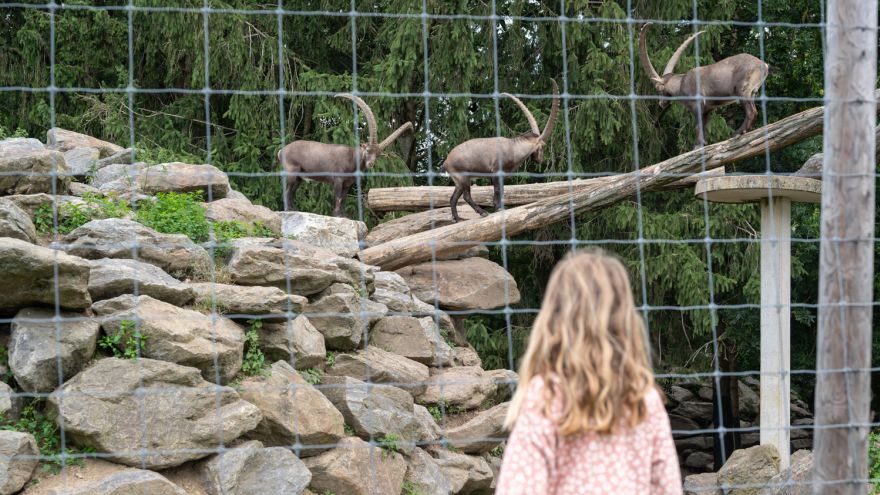 Mädchen vor Steinbockgehege im Wildpark Hochrieß