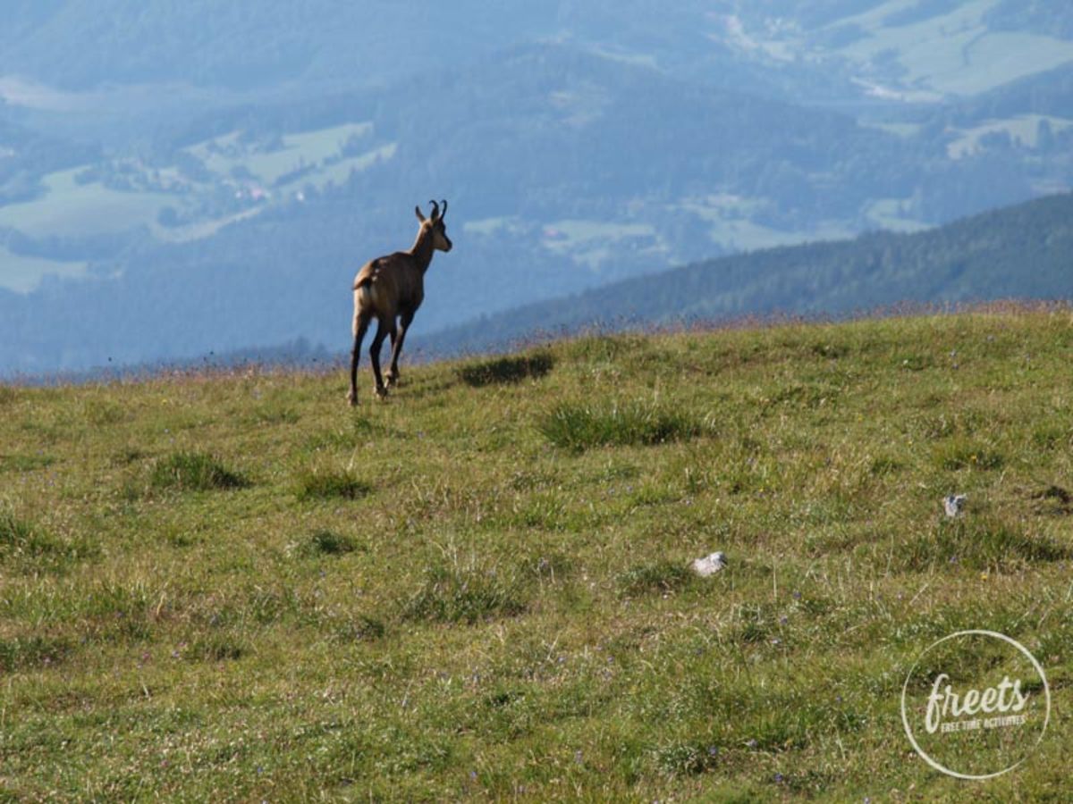 Gämse am Schneeberg