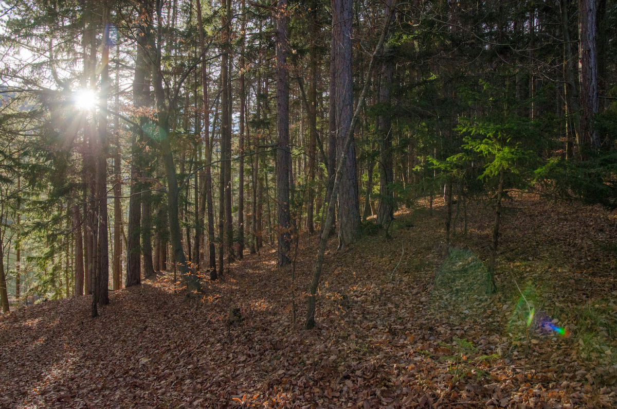 Hubertusrunde Schrattenbach