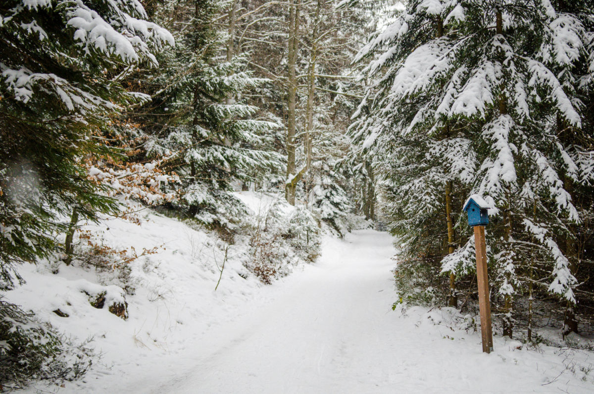 Winterwanderweg am Hutwisch