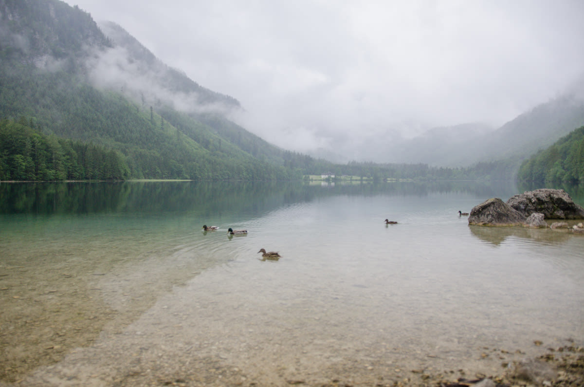 Enten am Vorderen Langbathsee, Regenstimmung