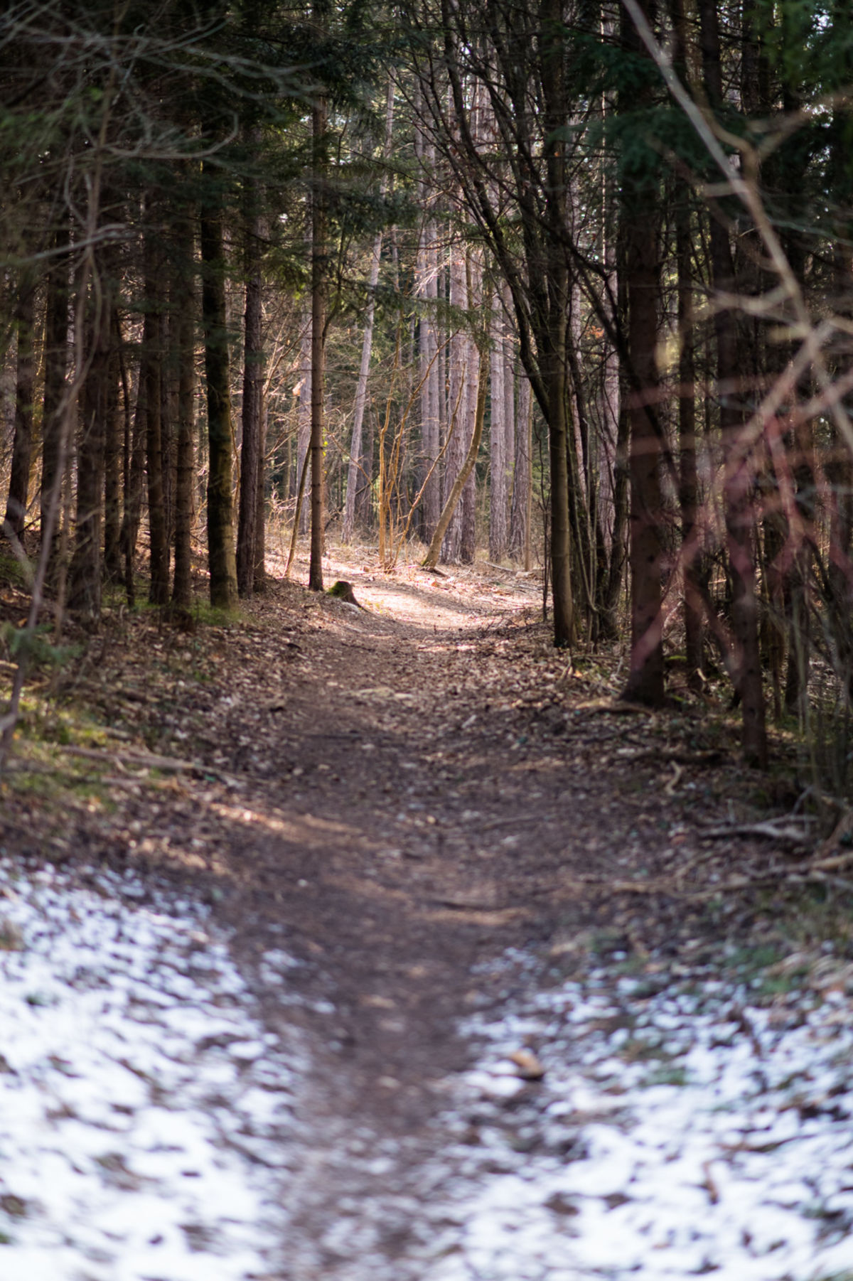 Winzendorf Rundwanderweg C im Frühling mit Schneeresten