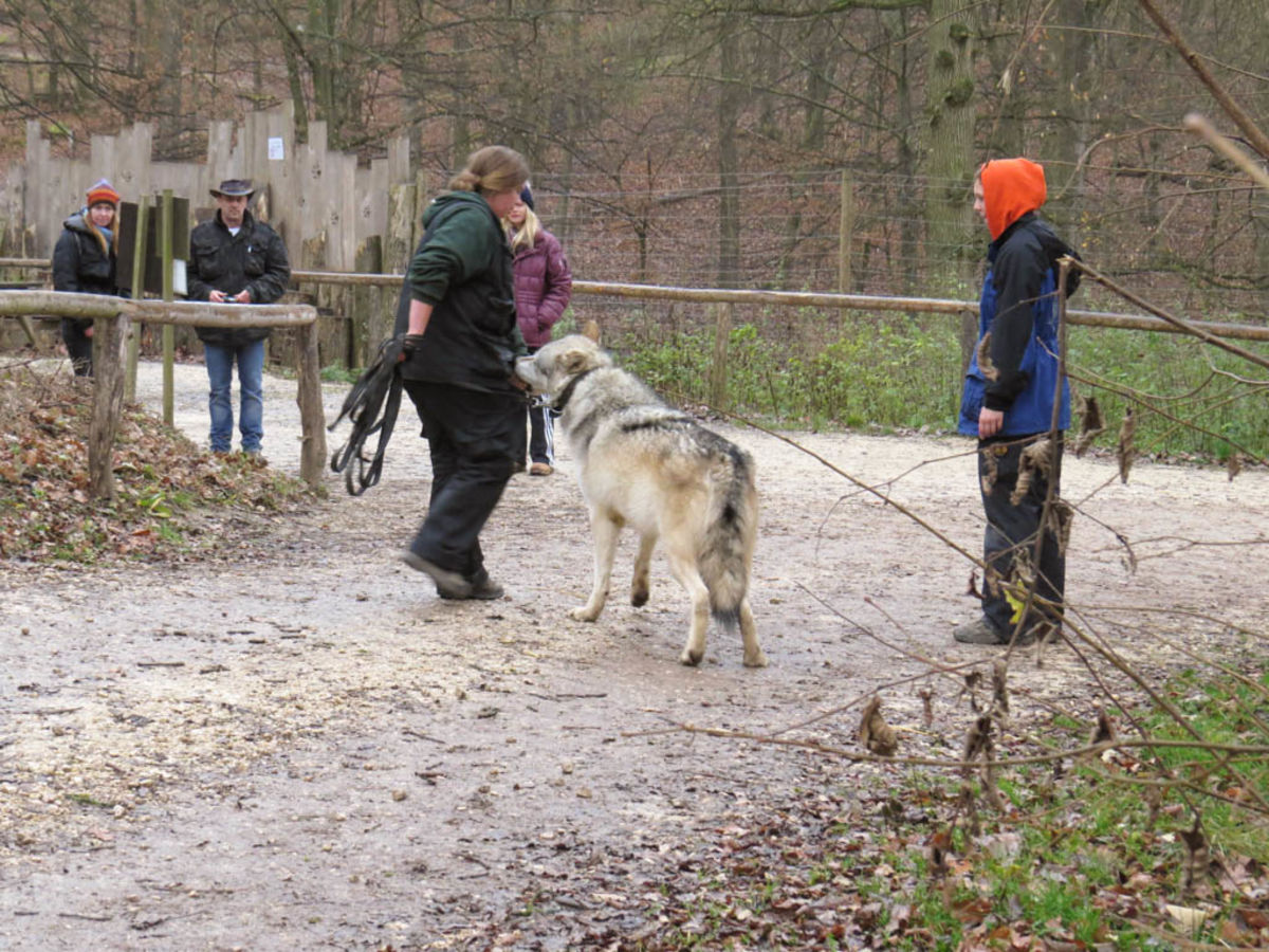 Wolf im Wolf Science Center Ernstbrunn