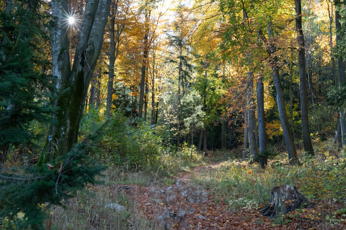 Herbstwald auf der Hohen Wand beim Wandern am Drobilsteig