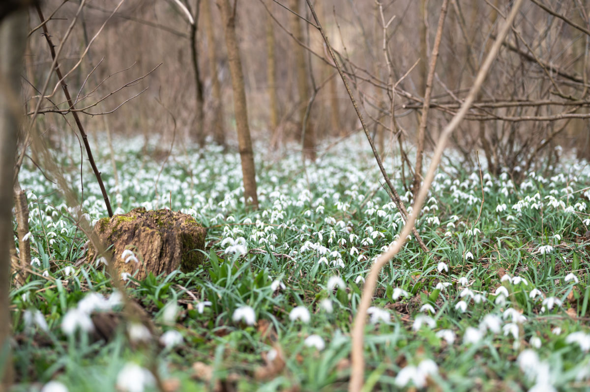 Schneeglöckchen am Wegesrand, Naturpark die Wüste Mannersdorf
