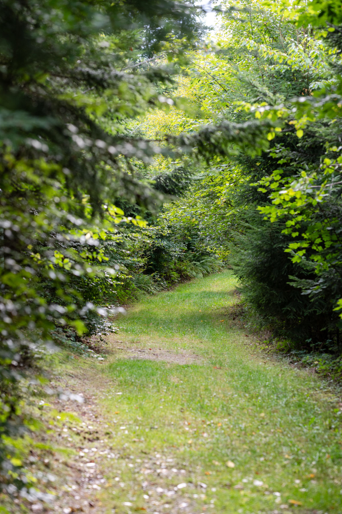 Beginn des Walderlebniswegs in Gschaidt
