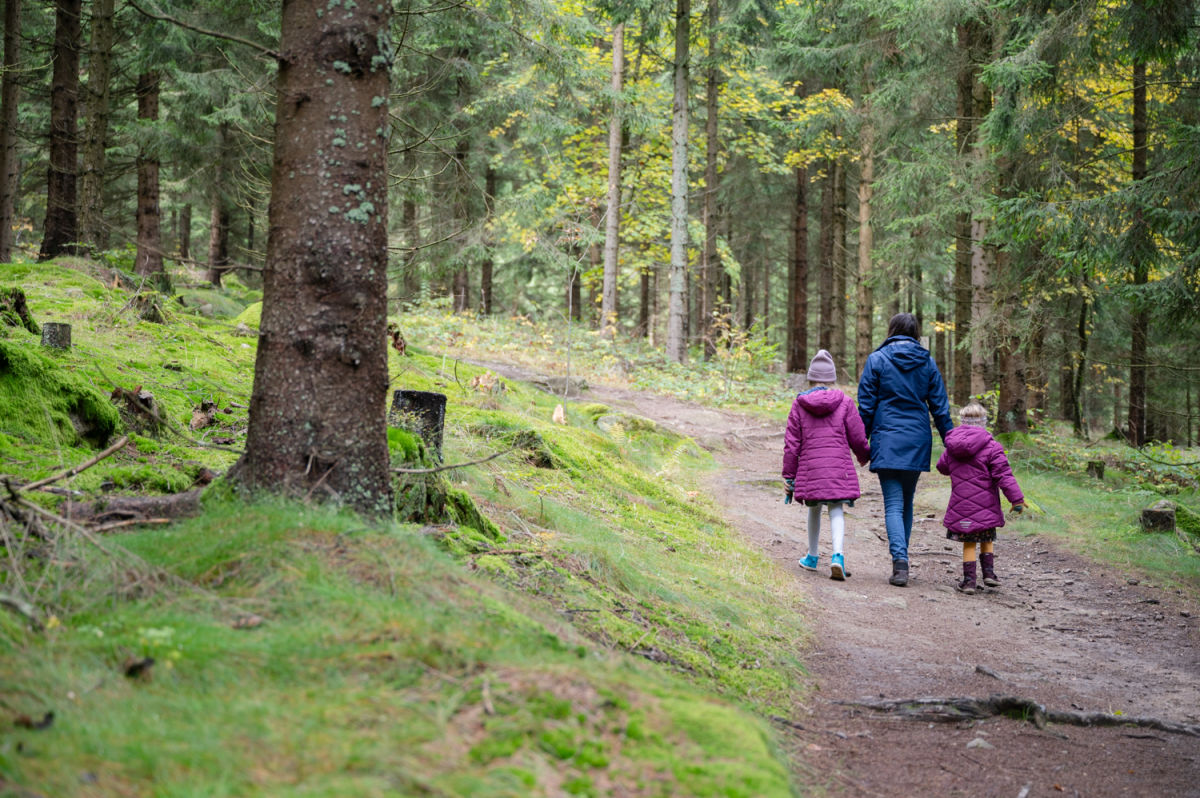 Waldweg auf den Nebelstein