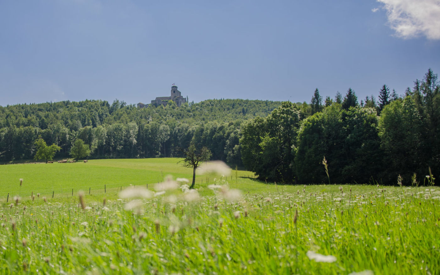Blick auf die Araburg im Wienerwald