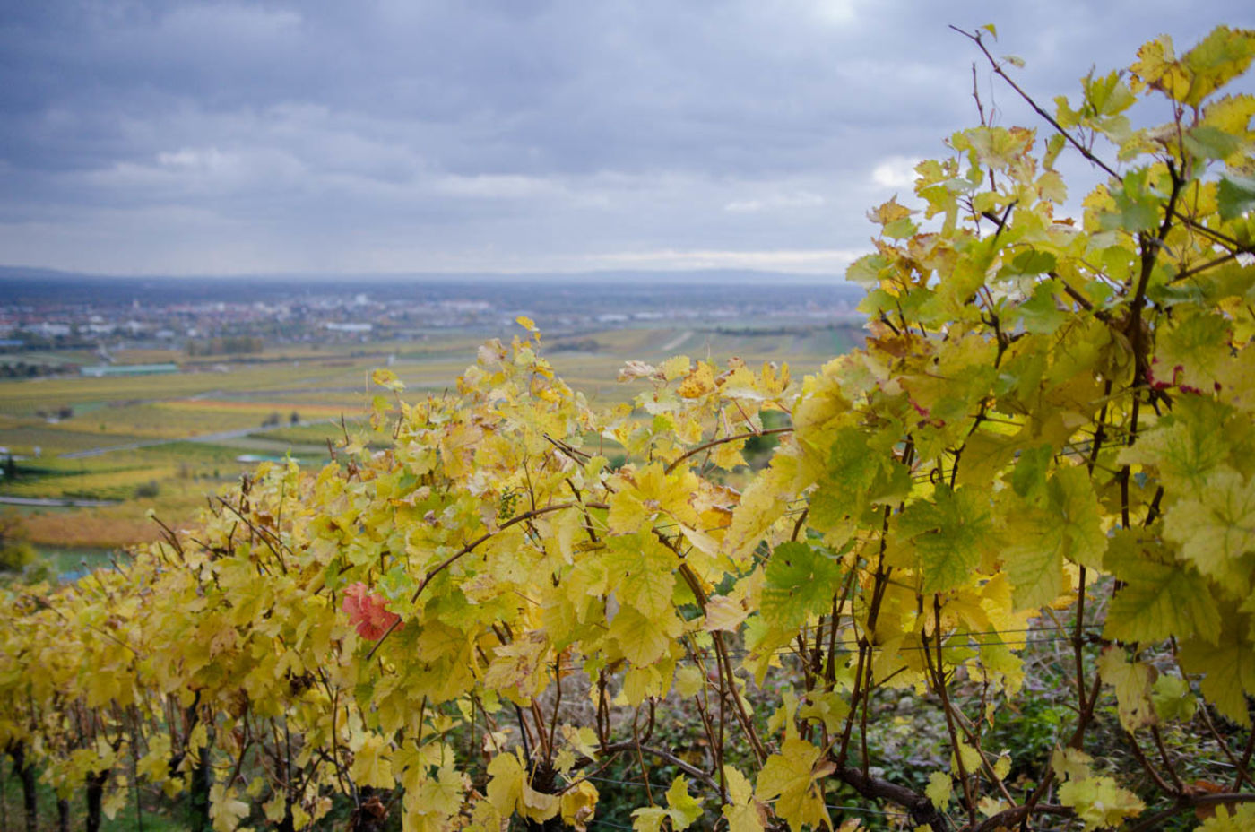 Blick über die Weinberge vom Weinwanderweg in Gumpoldskirchen