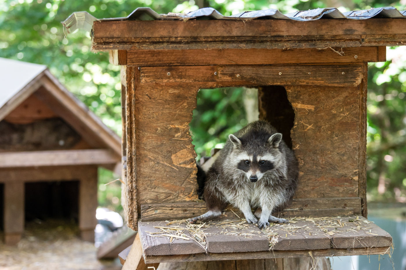 Waschbär im Waldpark Hochreiter