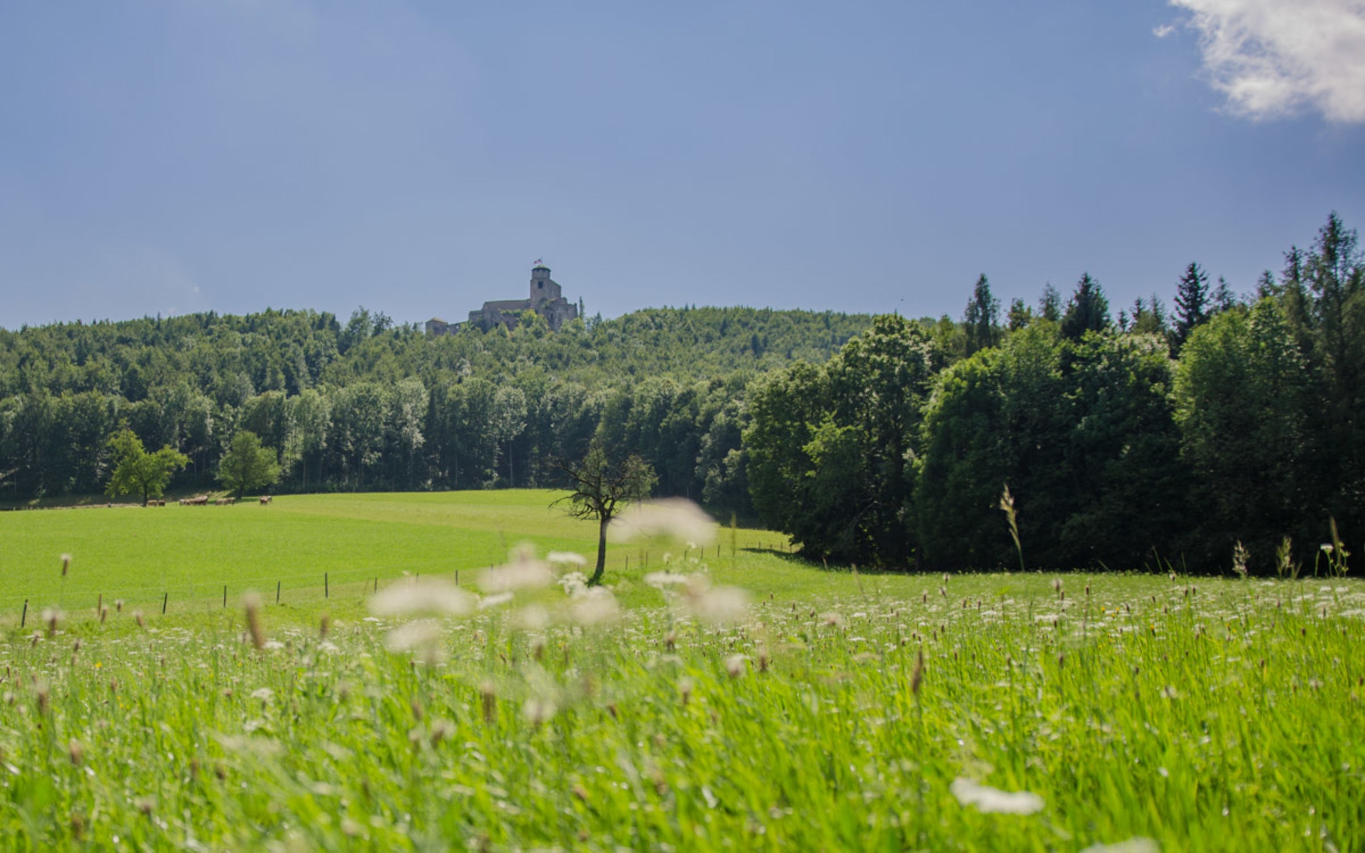 Blick auf die Araburg im Wienerwald