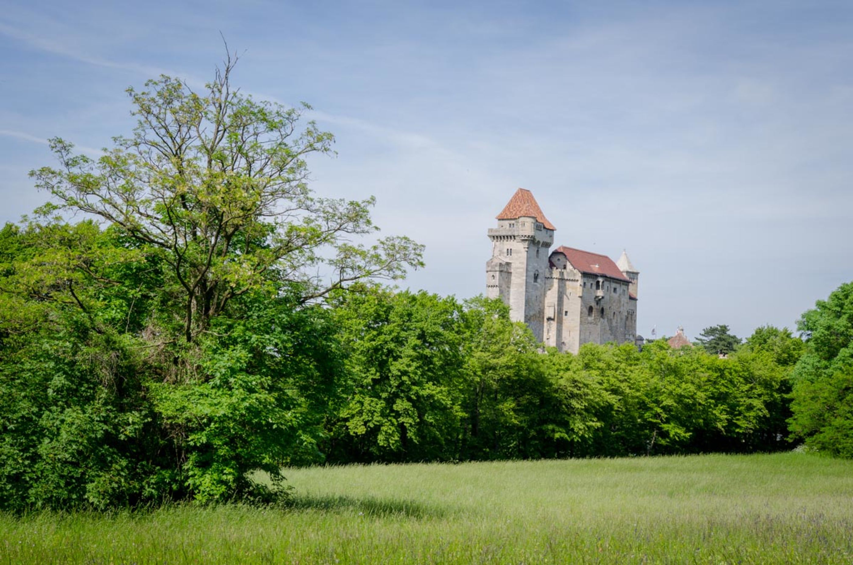 Burg Liechtenstein am Weg vom Parkplatz, mit Wiese