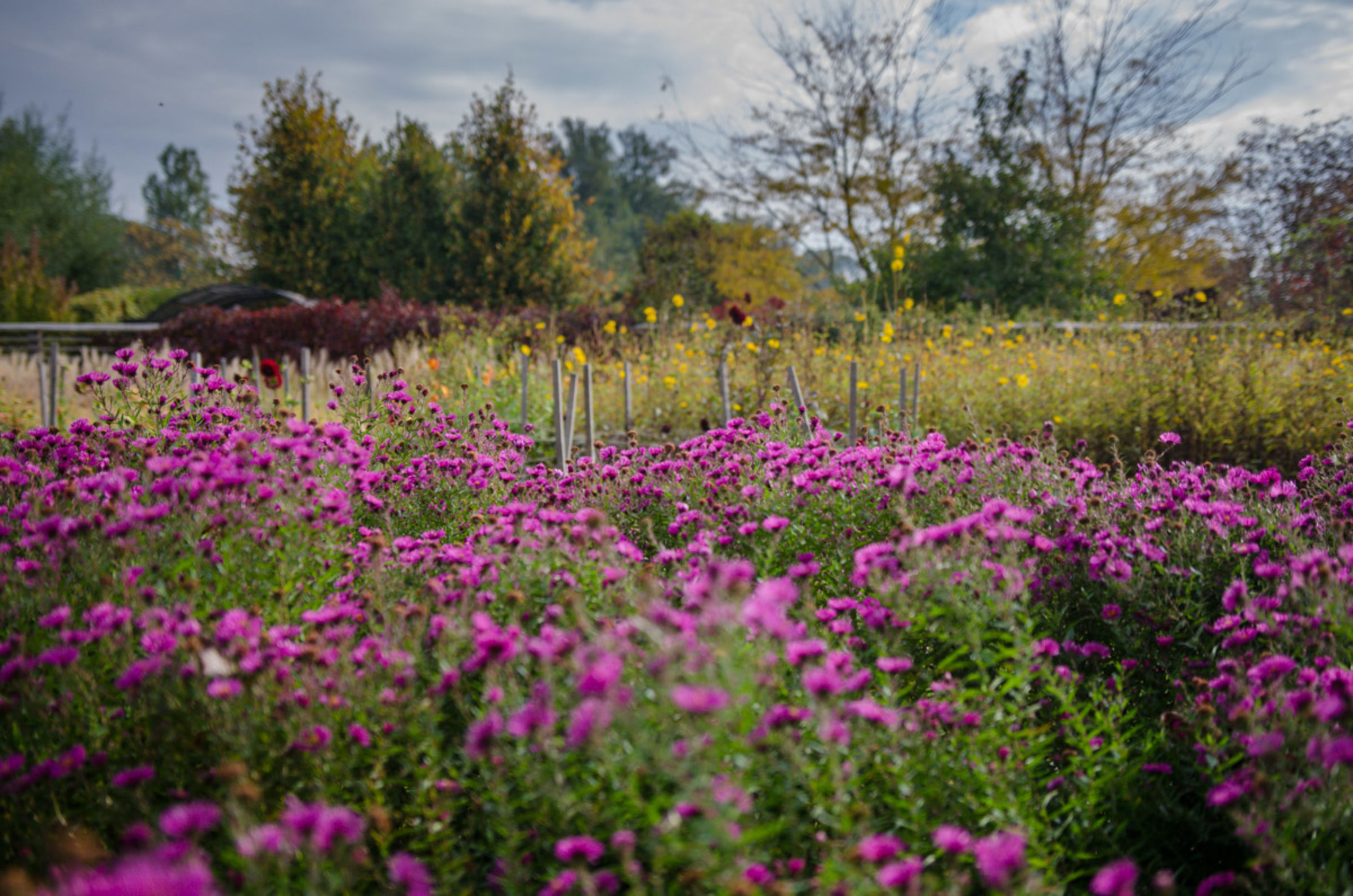Garten TULLN Asternstauden im Herbst